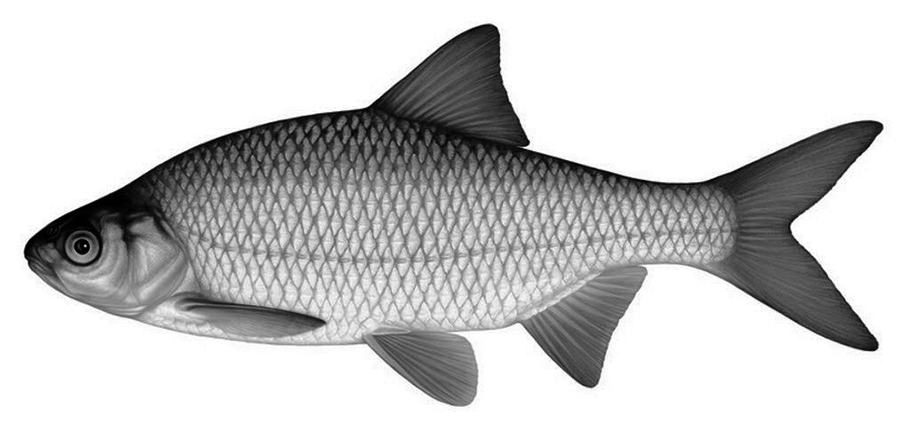 Rutilus rutilus_01.jpg